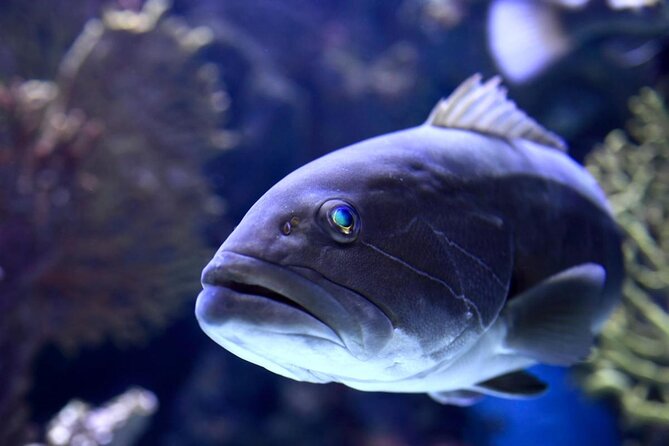 Antalya Tunnel Aquarium - Departure from Side - Key Highlights You Should Know Before You Go