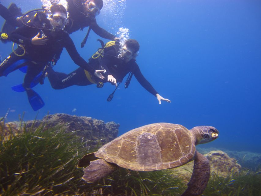 City of Side: Underwater Museum Scuba Diving Visit - Service and Organization: What to Watch on Your Day