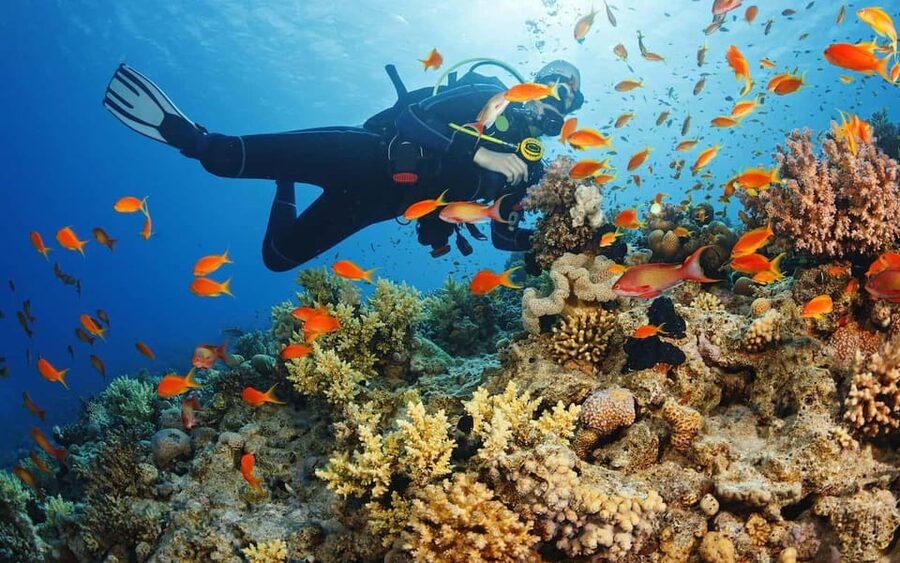 Diving Tour from Alanya & Side with Lunch - 2 Dives Included - Key things that make this tour worth your time