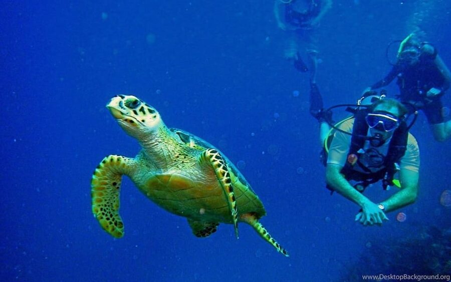 Diving Tour from Alanya & Side with Lunch - 2 Dives Included - Pro coaching that actually helps nervous first-timers