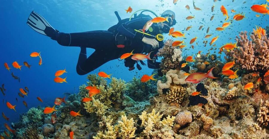Diving Tour from Alanya & Side with Lunch - 2 Dives Included - Practical tips so your day goes smoother