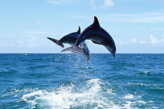 Dolphin Island Boat Trip – Swim, Sun & Lunch Included - The first sail and swim breaks: how the day rhythm works