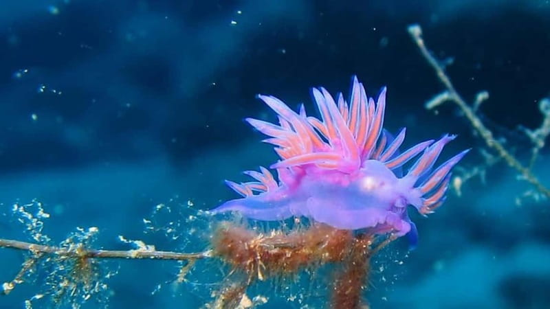 From Alanya: Scuba Diving Tour with Hotel Transfers - Safety and equipment: why the gear quality matters