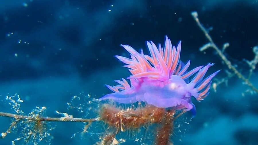 From Alanya: Scuba Diving Tour with Hotel Transfers - Fish feeding and the photo/video capture moment