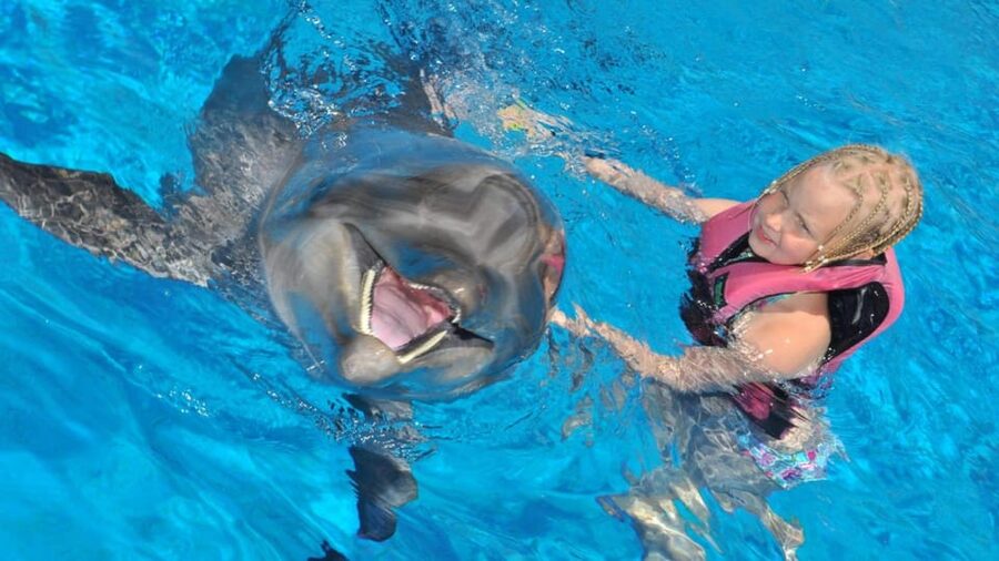 From Side Dolphin and Seal Show Ticket with Hotel Transfers - Key highlights you’ll actually feel during the show