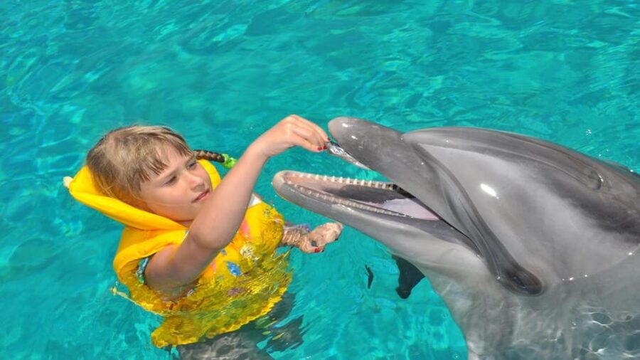 From Side Dolphin and Seal Show Ticket with Hotel Transfers - Price and value: does $42 make sense?