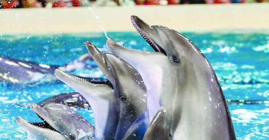 From Side Dolphin and Seal Show Ticket with Hotel Transfers - Why this Side dolphin-and-seal show is such an easy outing