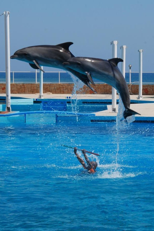 From Side Dolphin and Seal Show Ticket with Hotel Transfers - On the way to Sealanya Dolphinpark: a transfer that stays simple