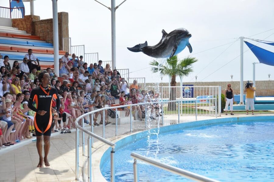 From Side Dolphin and Seal Show Ticket with Hotel Transfers - The dolphin show: tricks with personality and training cues