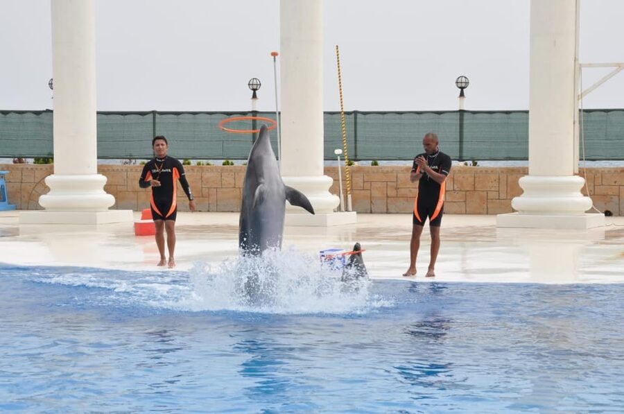 From Side Dolphin and Seal Show Ticket with Hotel Transfers - The seal segment: quick laughs and agile performances