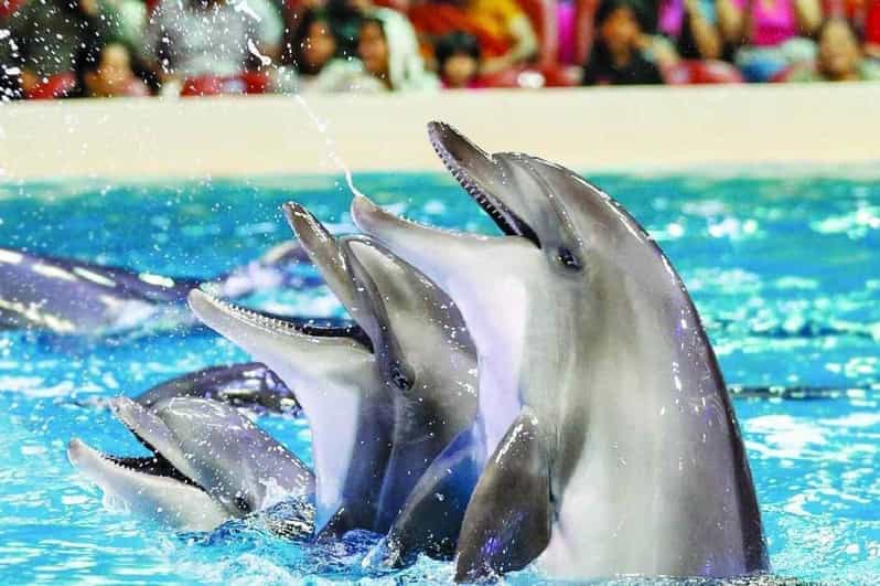 From Side Dolphin and Seal Show Ticket with Hotel Transfers - Hotel pickup from Side: the part that saves your day