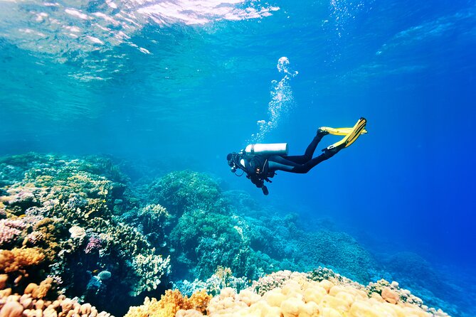 Scuba Diving in Side - Snorkel Gear Included: A Great Option If You Want More Flexibility