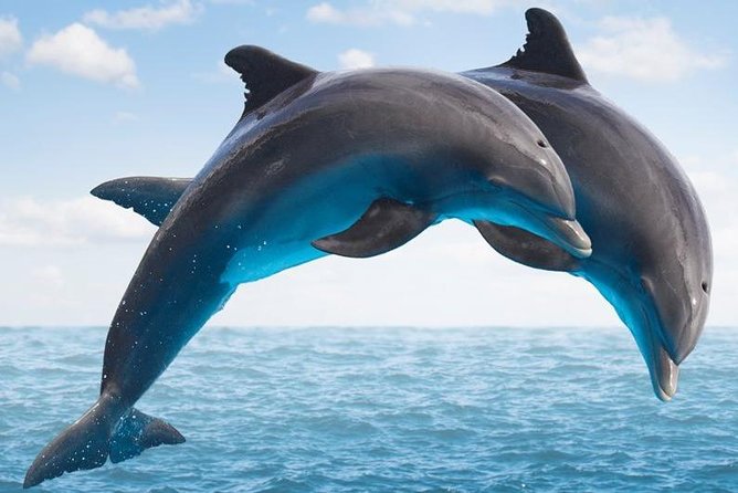 "Side: Boat Adventure to Dolphin Island – Swim and Enjoy Lunch" - Key Points at a Glance