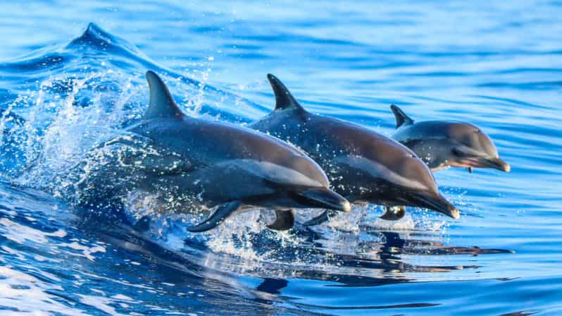 Side: Dolphin Island Boat Trip with Lunch & Unlimited Drinks - Key Things I’d Watch For on This Boat Trip