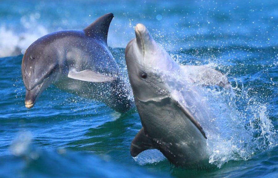 Side: Dolphin Island Boat Trip with Lunch & Unlimited Drinks - Seeing Dolphins: What You Can Hope For, and How to Stay Happy Anyway