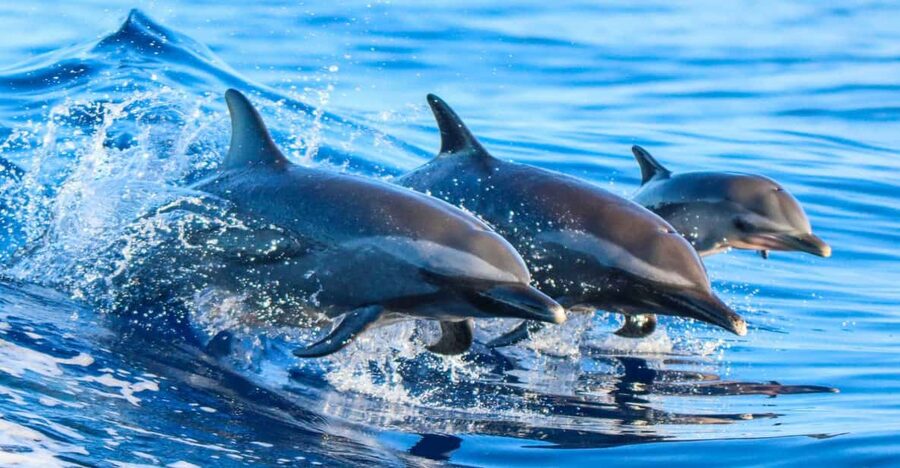 Side: Dolphin Island Boat Trip with Lunch & Unlimited Drinks - Getting There Smoothly: Pickup, the Short Drive, and Boarding