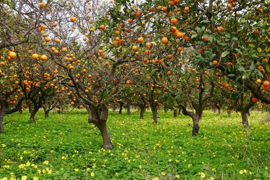 Side:Green Lake Mix Tour - A Day of Nature History & Culture - A Full-Day Circuit Around Green Lake and Manavgat