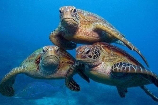 "Side: Scuba Diving in the Fascinating Underwater Museum" - Key Things to Know Before You Go