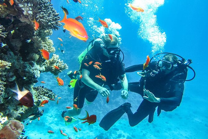 "Side: Scuba Diving in the Fascinating Underwater Museum" - Two Underwater Sites: More Than One Viewpoint