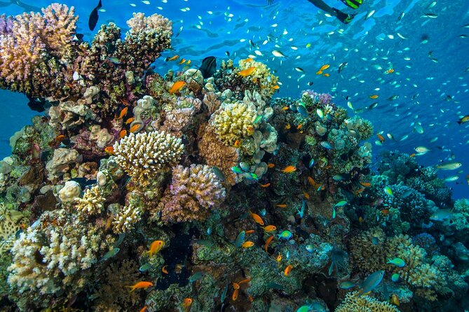 "Side: Scuba Diving in the Fascinating Underwater Museum" - Who This Tour Fits Best (and Who Should Reconsider)
