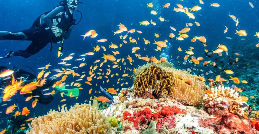 Side: Scuba Diving Tour Journey To The Depths Of The Blue - Side’s Underwater Museum: why this tour feels different
